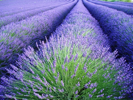 Lavendelwiese