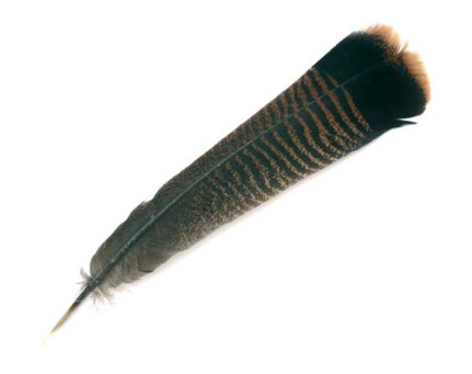 Wild Turkey - Räucherfeder, 30-35 cm