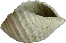 Räuchermuschel antik